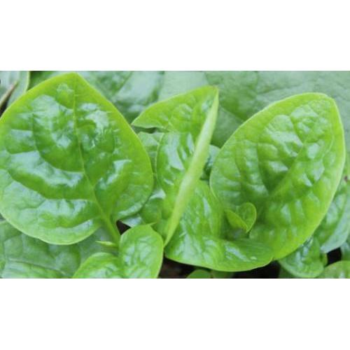 木耳菜  500克