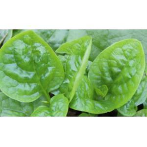 木耳菜  500克