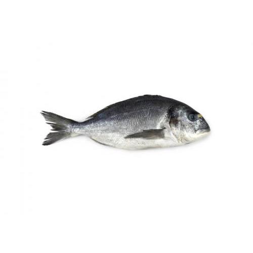 鲷鱼-600-700克/条(清洁干净）
