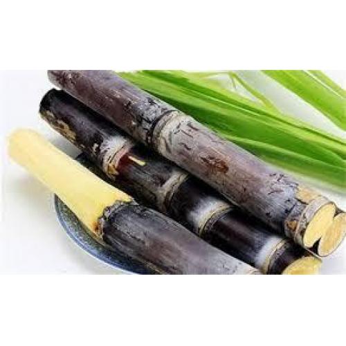 新鲜黑甘蔗-800-900 克