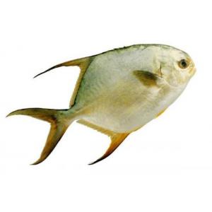 雪藏金鲳鱼-约400-500 克/条