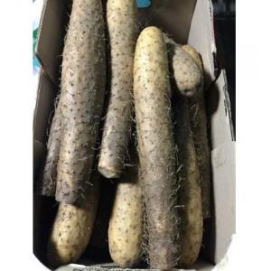 日式鲜山药 1kg