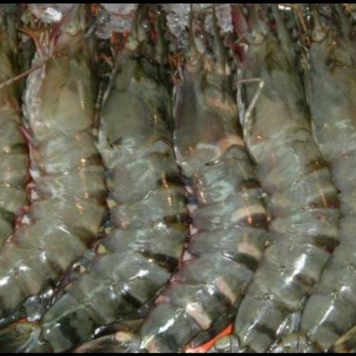 冻老虎虾（16/20）-净重 600克