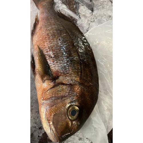 红腊鱼-约 700 克