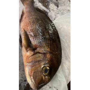 红腊鱼-约 700 克