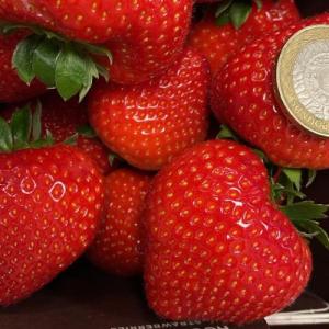 大号草莓-500 克