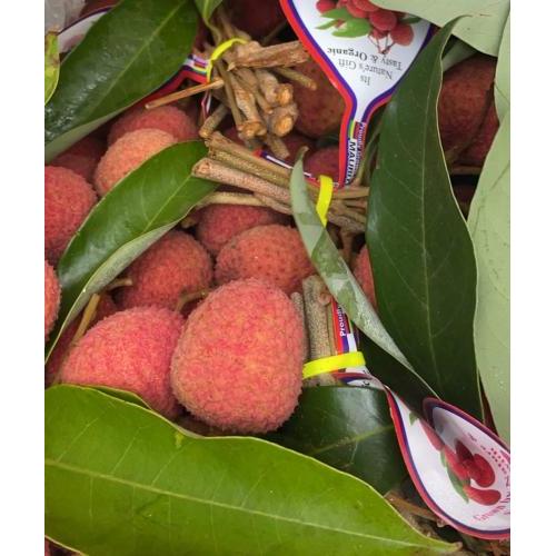 新鲜带叶带枝荔枝-500 克